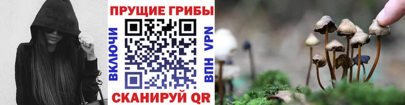 Галлюциногенные грибы Psilocybe  купить наркоту  Томмот 